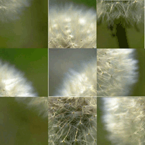 写真パズルで脳トレ中級問題集